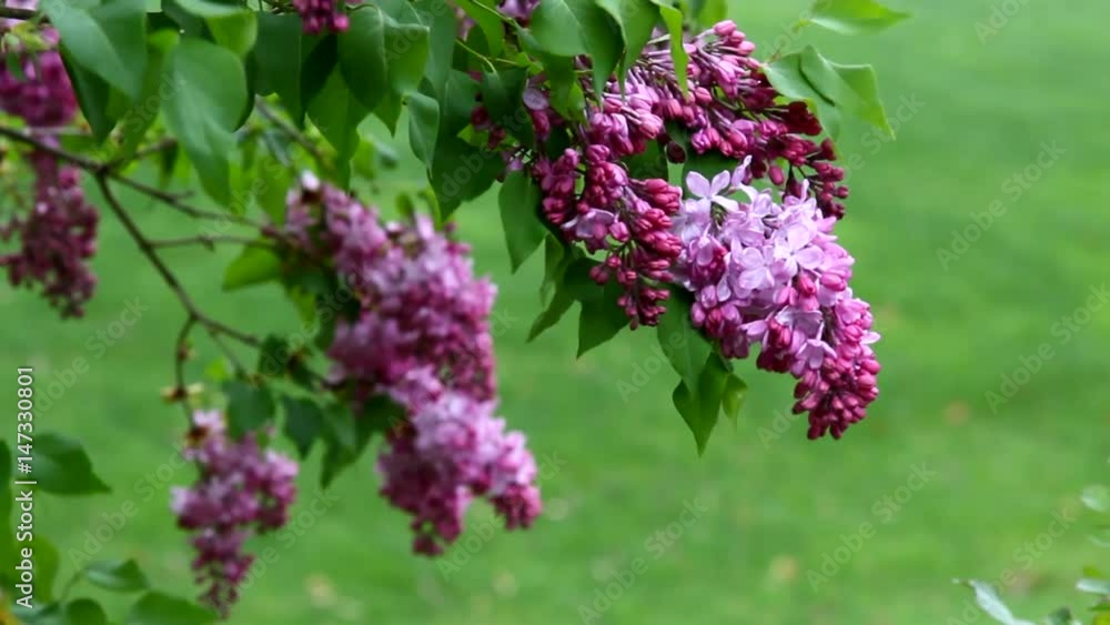 Bunches of pink fragrant Lilacs Bunches of pink fragrant Lilacs