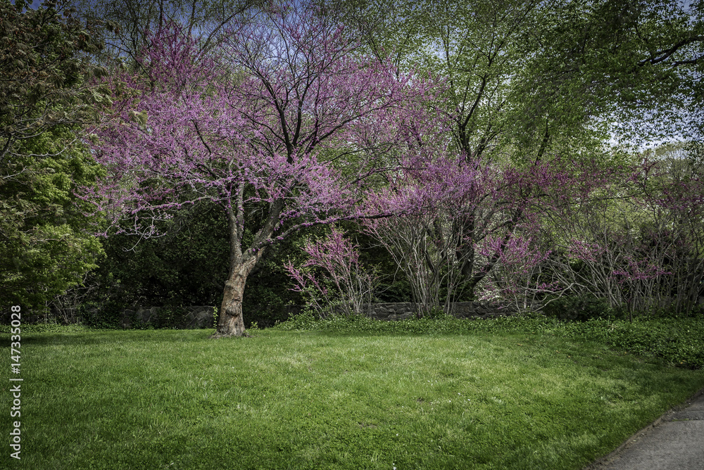 Obraz premium Botanical Garden