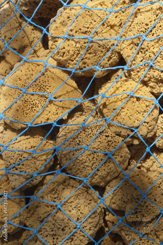 Natural Sea Sponges in a Fishing Net photo