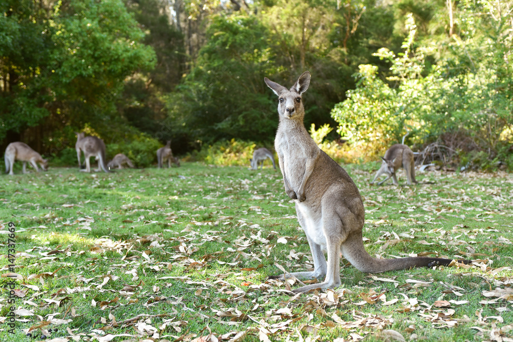 Kangarros in wild nature Kangarros in wild nature