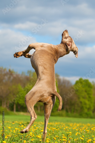 picture of a Weimaraner who jumps high