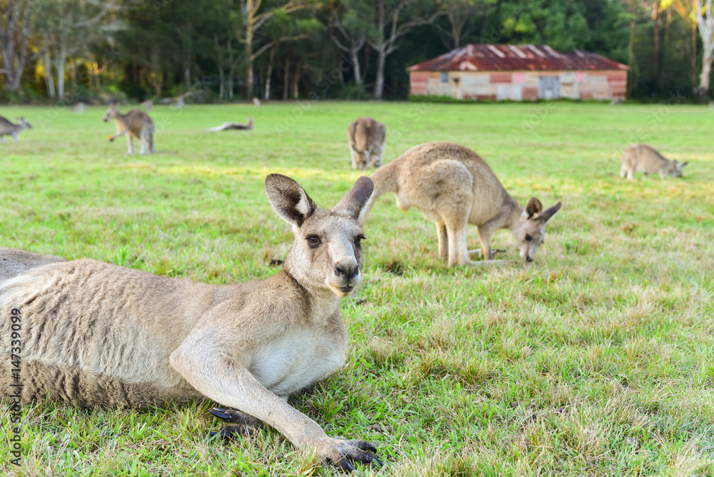 Kangarros in wild nature