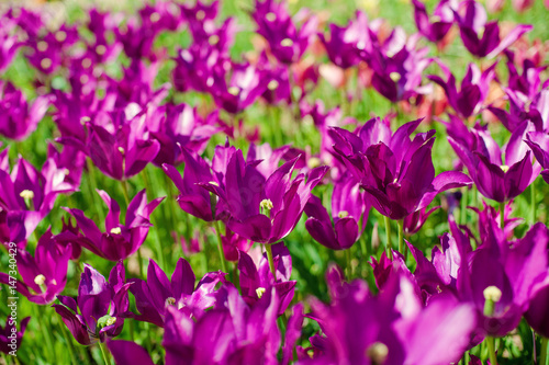 Purple tulips. Beautiful nature background. Shallow depth of field photo