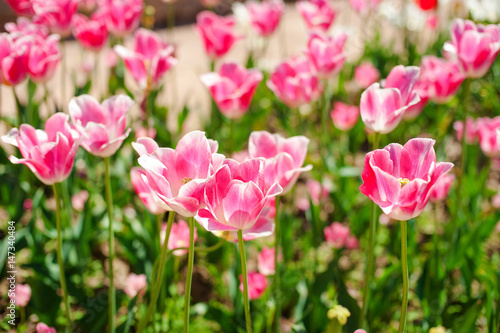 Pink tulips. Beautiful nature background. Shallow depth of field photo
