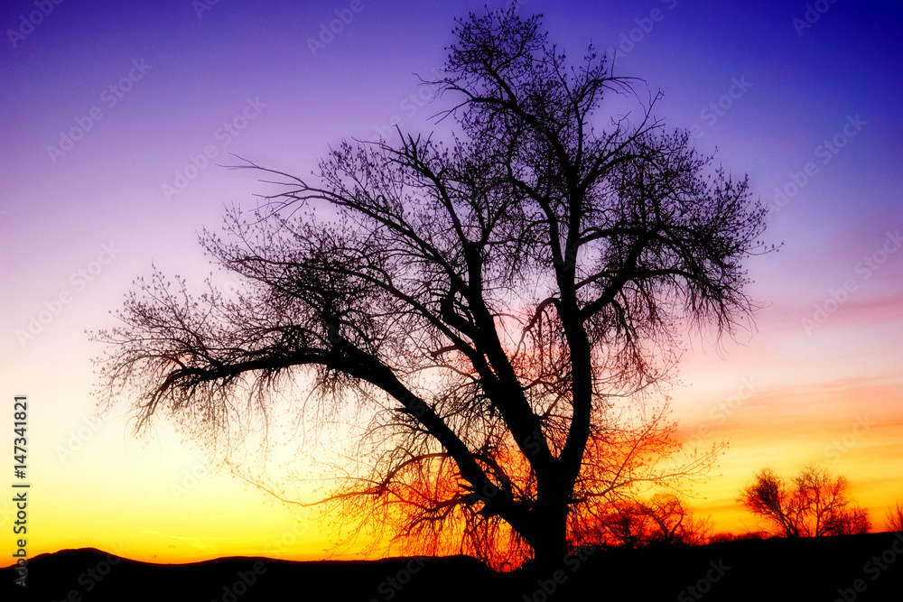 Tree at Sunset Tree at Sunset