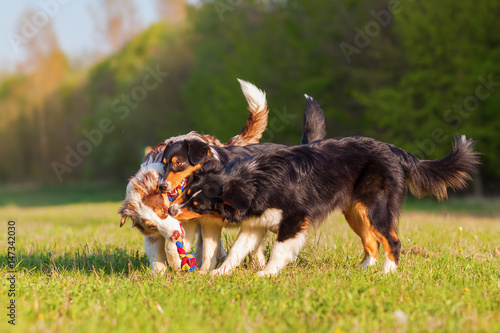 three Australian Shepherd dogs playing with a toy