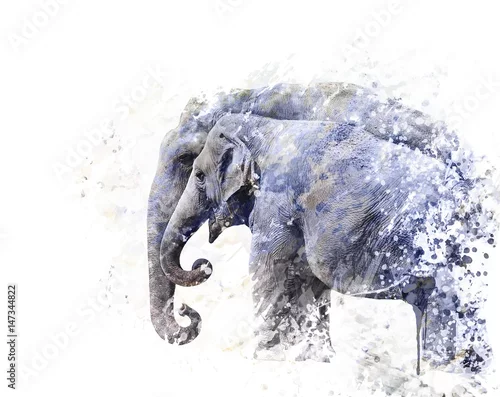 Obraz Akwarela dwa słonie