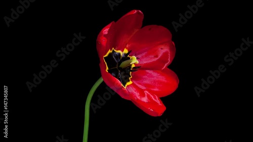 Red tulip flower blooming timelapse in 4K