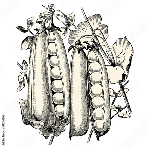 vintage vegetable vector design element: retro illustration of a bunch of fresh peas 