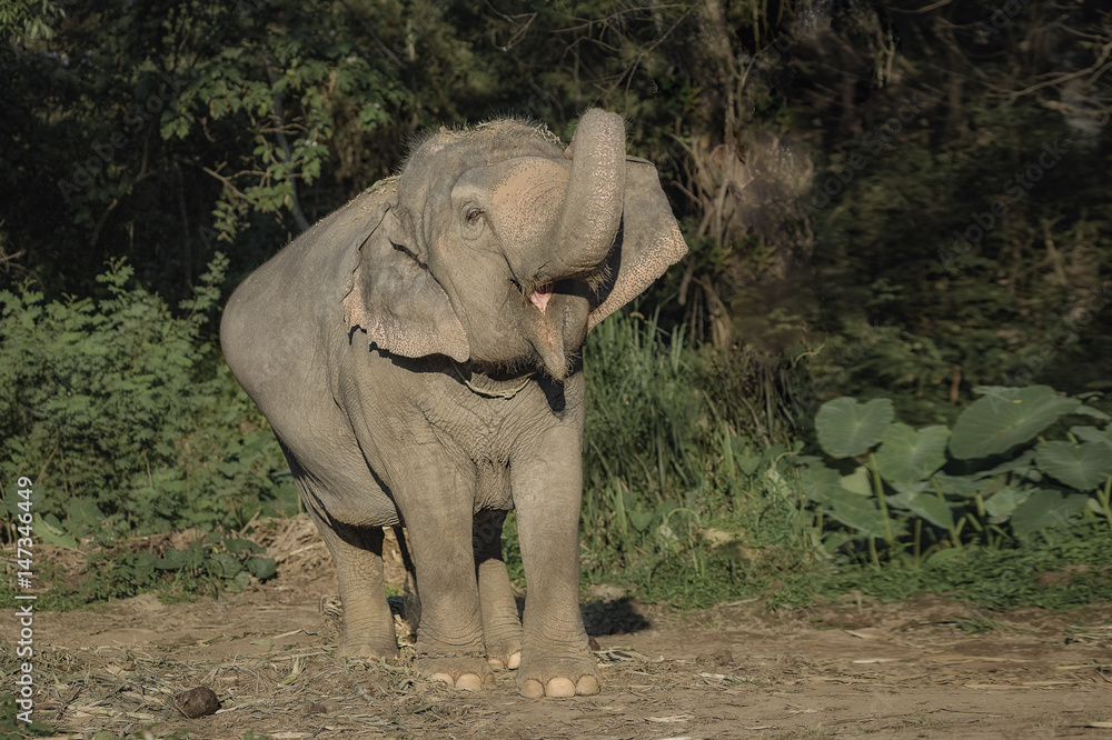 Obraz premium Elephant