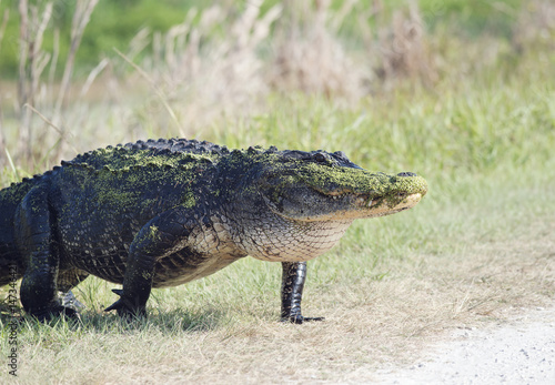 American Alligator walking