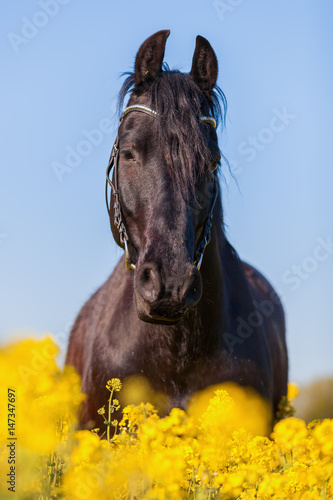 portrait of a Friesian horse in a rape field