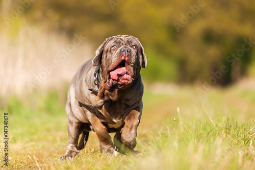 Neapolitan Mastiff running on the meadow photo