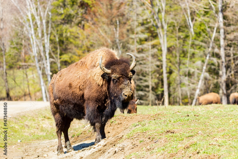Buffalo resting in a national parc in Northern Quebec, Canada. Buffalo resting in a national parc in Northern Quebec, Canada.