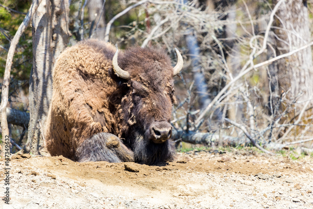 Fototapeta premium Buffalo resting in a national parc in Northern Quebec, Canada.