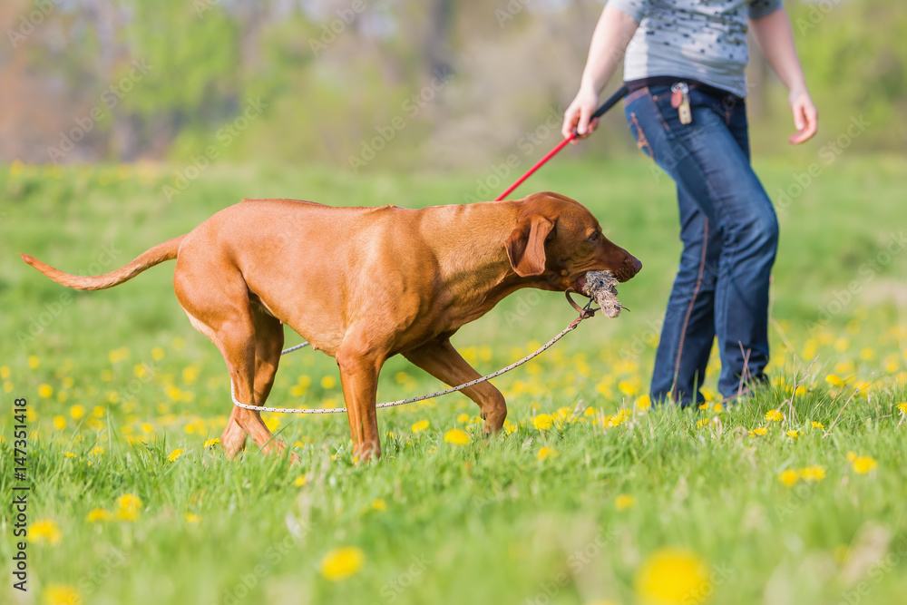 woman plays with a Rhodesian ridgeback on the meadow woman plays with a Rhodesian ridgeback on the meadow