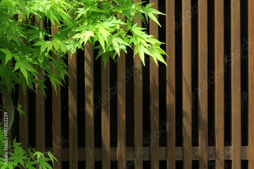 Japanese maple and wooden background