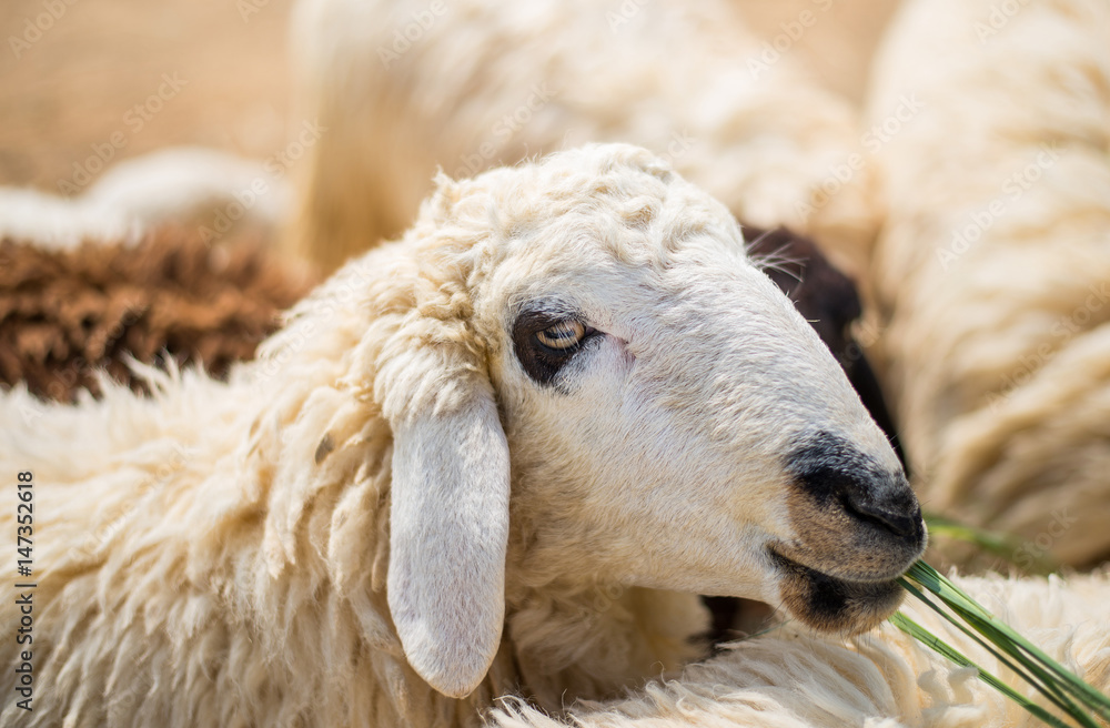 Naklejka premium feeding sheep by grass
