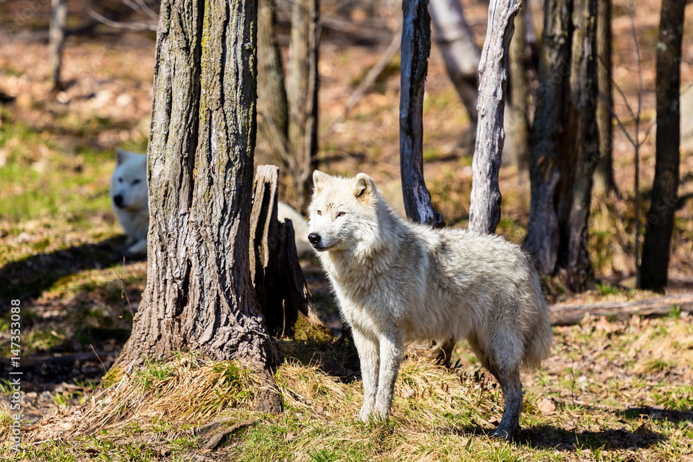 Obraz premium White Arctic wolf in a forest in Northern Canada alert and looking for prey, taken just after the snows had cleared in early April.