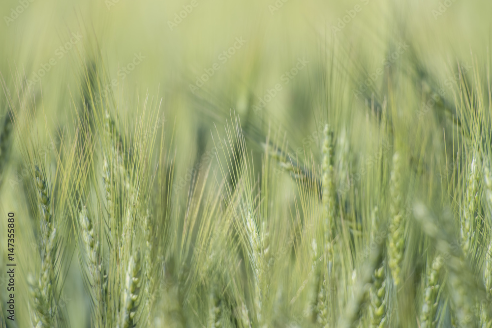 Fototapeta premium barley