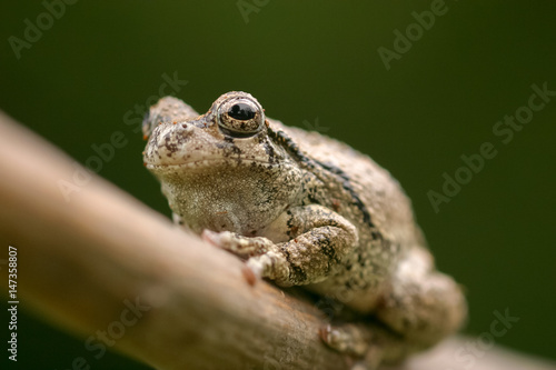 Gray Tree frog from below