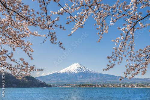Fuji Mountain and Sakura Branches at Kawaguchiko Lake