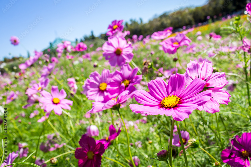 Cosmos flower