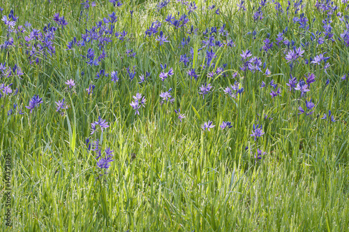 Background of beautiful blue purple Camas lily flowers in meadow