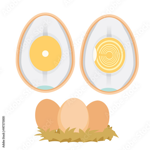 chicken egg life cycle
