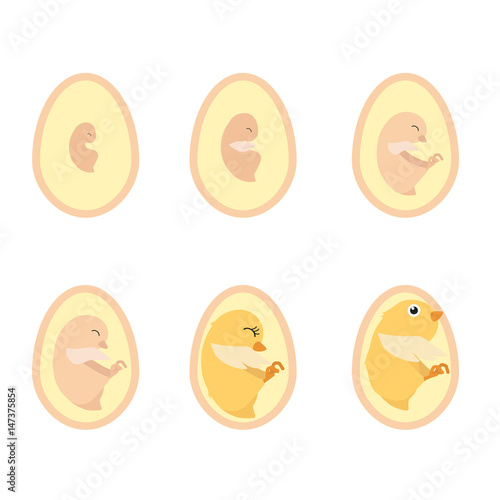 chicken egg life cycle