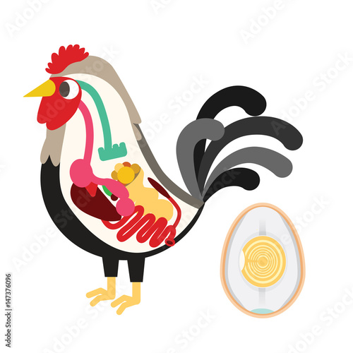 chicken egg life cycle