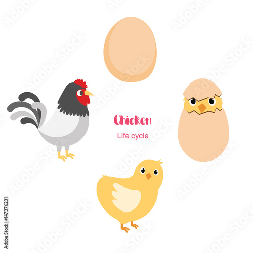 chicken egg life cycle