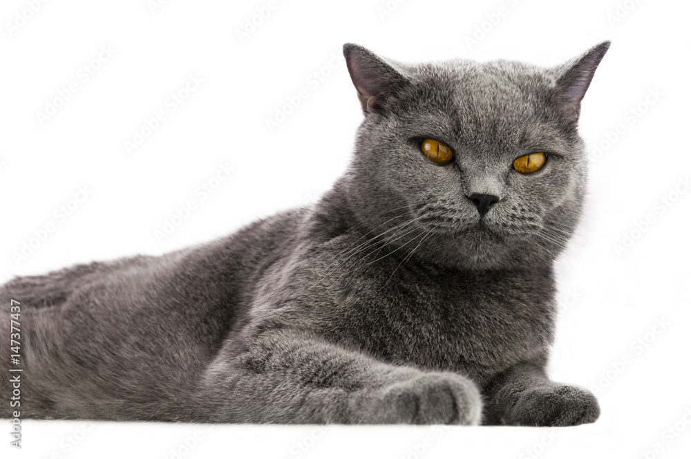 Obraz premium British cat