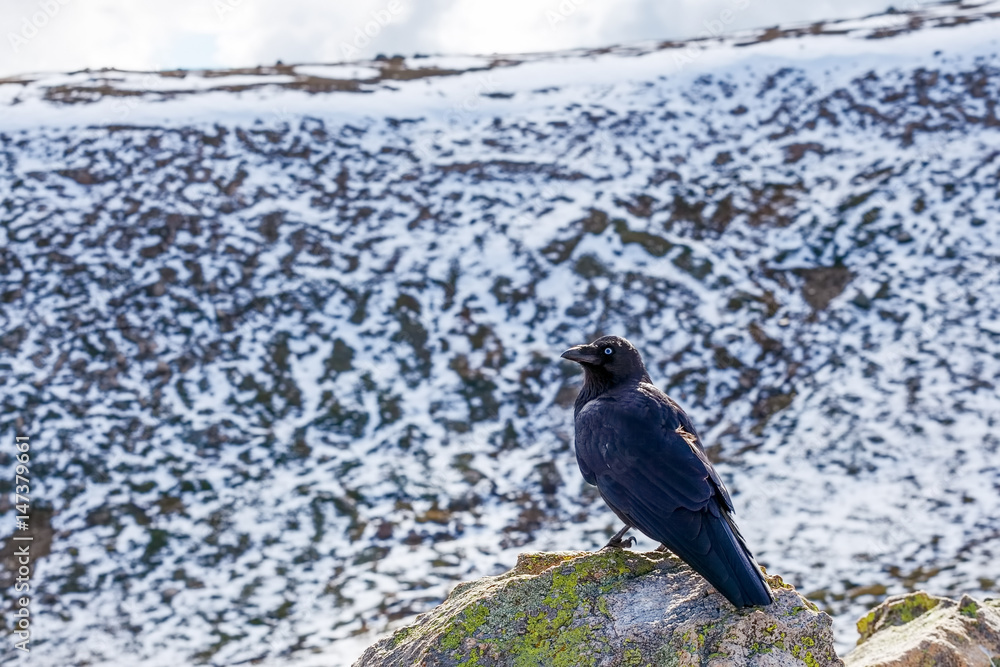 Fototapeta premium Portrait of Australian Raven at Mount Kosciuszko National Park