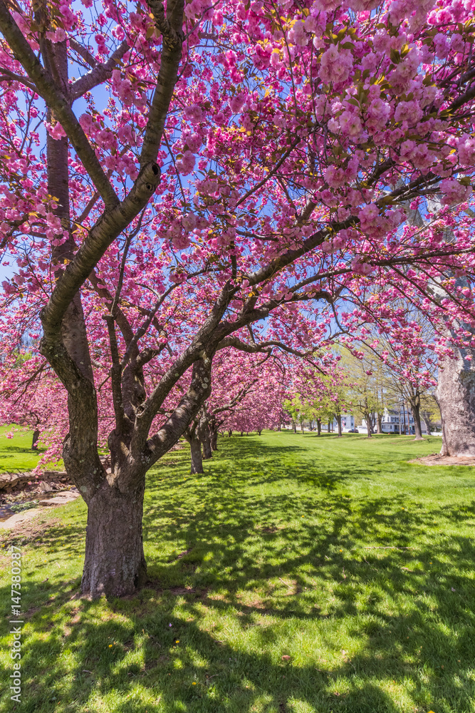 Pink cherry trees in full bloom under bright blue sky in springtime, portrait Pink cherry trees in full bloom under bright blue sky in springtime, portrait