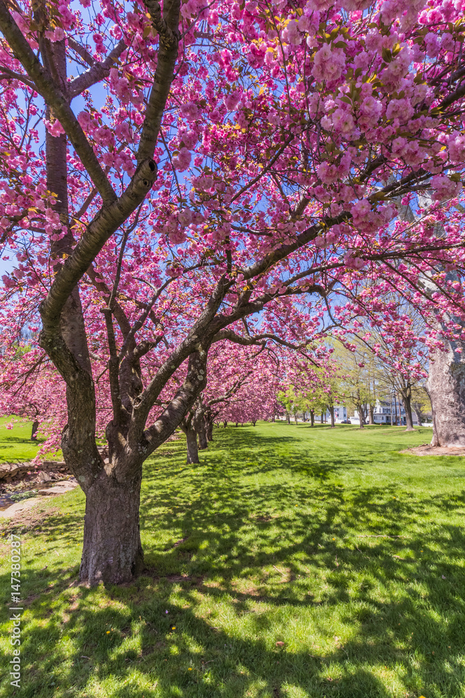 Pink cherry trees in full bloom under bright blue sky in springtime, portrait