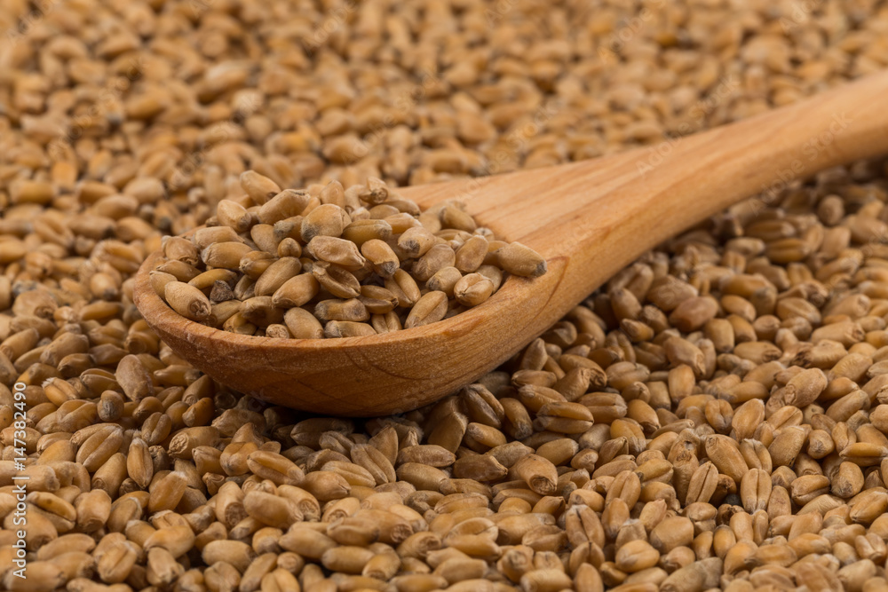 Wheat grain on white Wheat grain on white