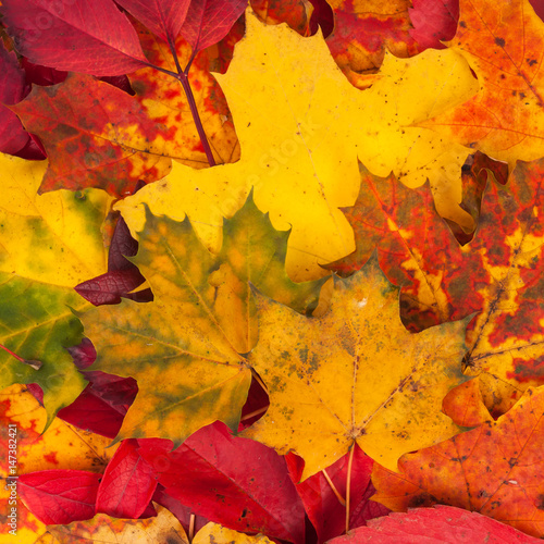 Background made of fallen autumn leaves