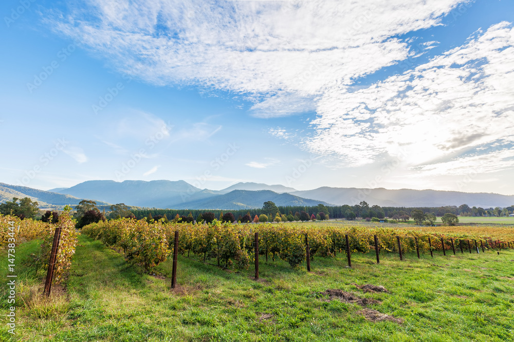 Fototapeta premium Rows of vines in Autumn at sunset. Victoria, Australia