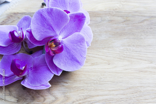 Fototapeta Naklejka Na Ścianę i Meble -  Pink Orchid Flowers