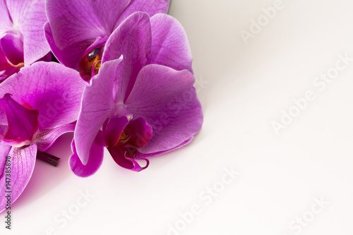 Pink Orchid Flowers