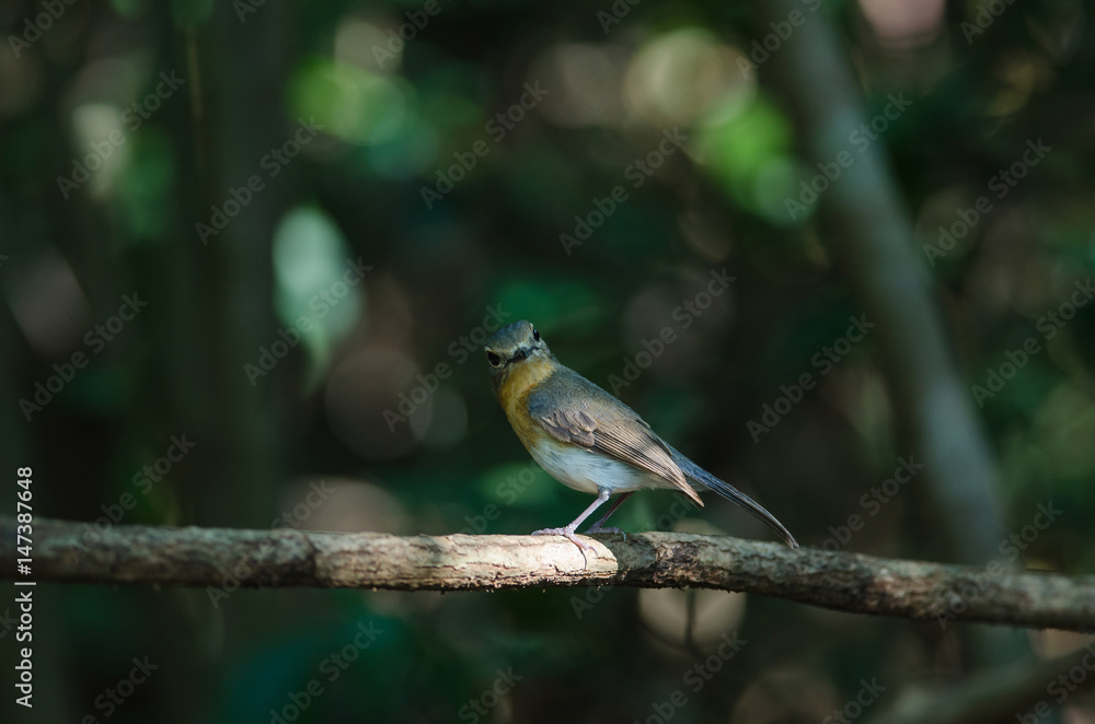 Obraz premium Red-throated Flycatcher on the branches