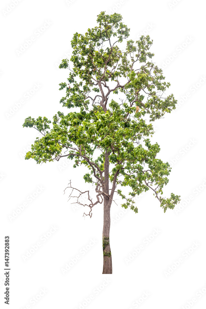 tree isolated, tree on white bacground, tree object.