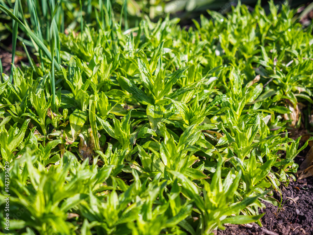 Green plants photographed with soft focus. Carpet from grass, coverage of green leaves, eco, background with blur. Spring macro landscape. Green plants photographed with soft focus. Carpet from grass, coverage of green leaves, eco, background with blur. Spring macro landscape.