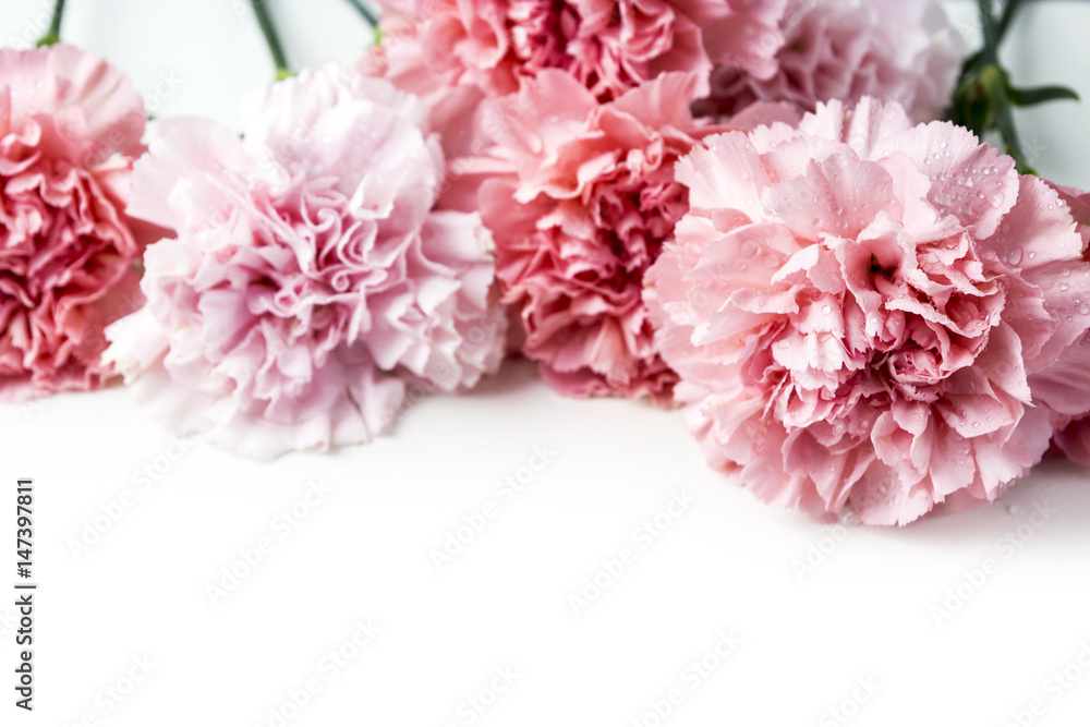 Pink carnation flower isolated on white background
