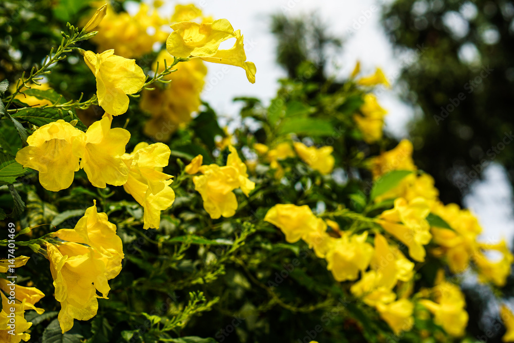 yellow flowers on tree yellow flowers on tree