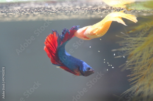 Fish fighting is embracing for breeding.