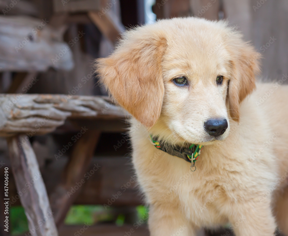 Golden Retriever puppy 3 months old Stock Photo Adobe Stock