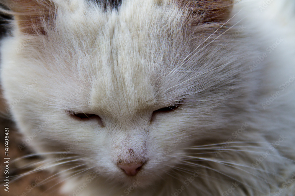 Fototapeta premium Portrait of fluffy cat closeup