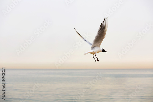 Sea vie with a flying gull.Flying gull on a beach in Spain Barcelona.